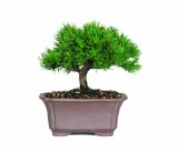 Mugo Pine