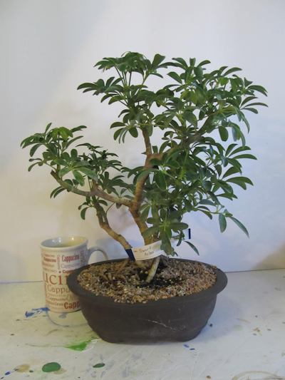 Large bonsai