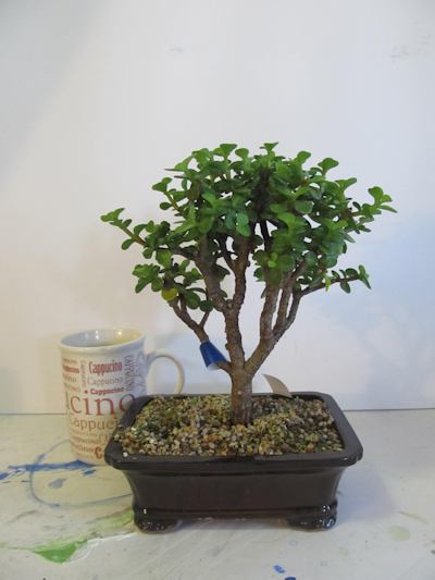 Small Bonsai