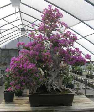 A flowering bonsai tree