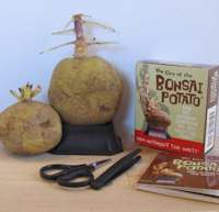 Bonsai Potato