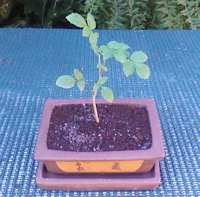 Pre-Bonsai