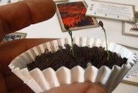 Bonsai seedlings