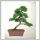 Shimpaku Juniper Bonsai