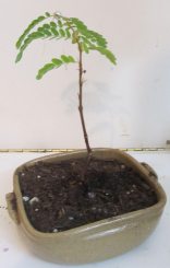 Tamarind Bonsai