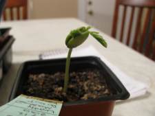 Tamarind Seedling