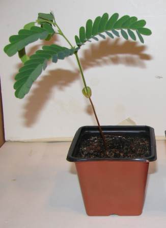 Tamarind Bonsai