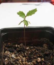 Bonsai Seedling