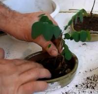 Transplanting a bonsai tree