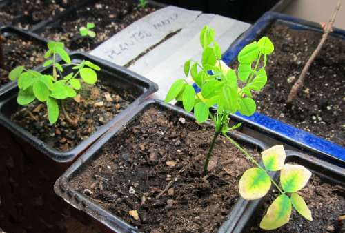 Yellowing bonsai leaves