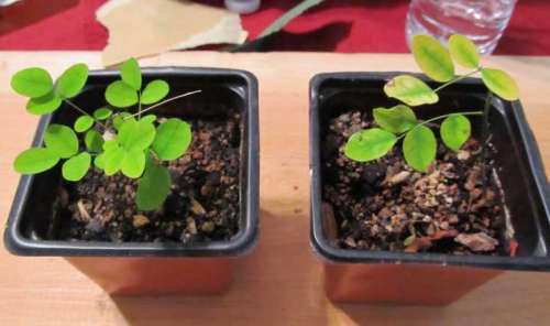 Two Japanese Pagoda Bonsai