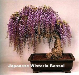 Japanese wisteria