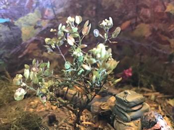 A bush