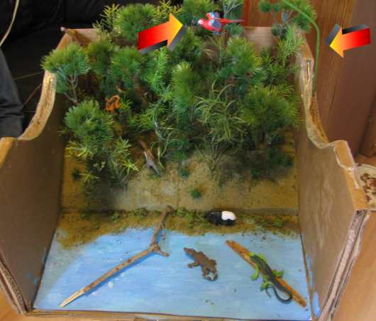 Abigail's RainForest Diorama