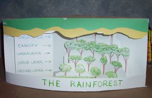 The rainforest diorama