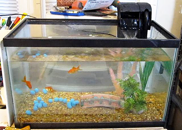 How to Set up a GoldFish Tank