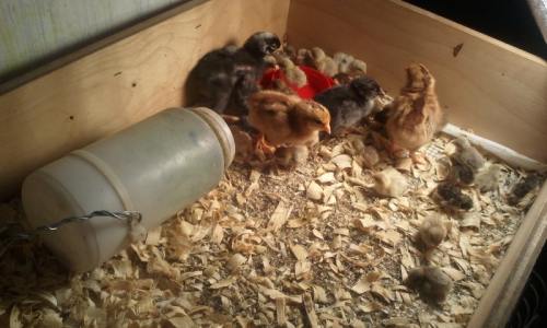 Baby Chicks