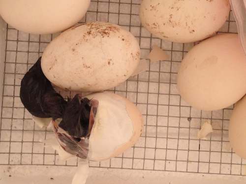 chick hatching