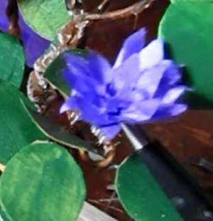 Flower is complete