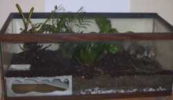 the ultimate terrarium