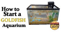 Goldfish Aquarium