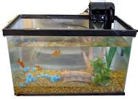 A Goldfish Tank