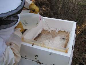Feeding the bee hive