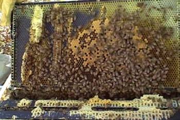 A frame with bees and comb
