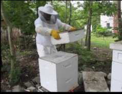 harvesting honey