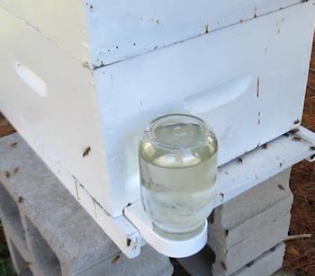 A bee feeder