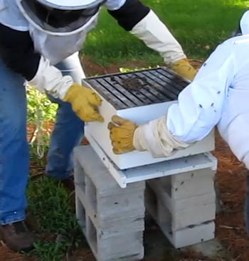 Re assemble the hive