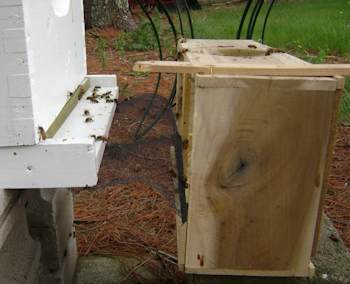 The bees are migrating into the hive