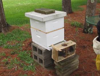 Place empty bee package near the hive