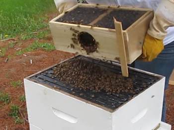 Pour the bees