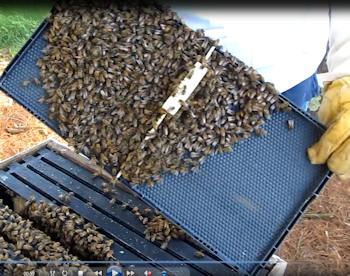 Finding the queen cage