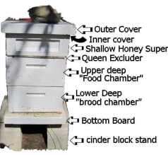 The parts of a hive