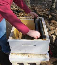 Setting up a beehive