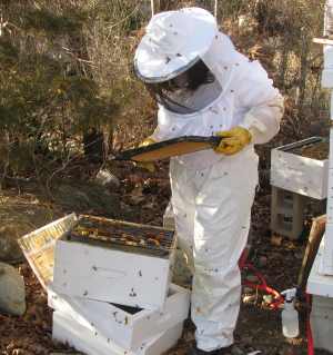 Inspecting the hive