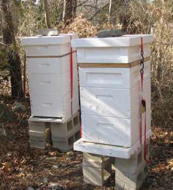 Two beehives