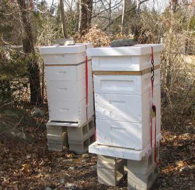 Two beehives