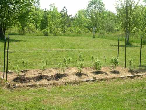 raspberry garden