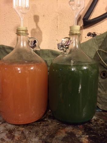 Two gallons of mead