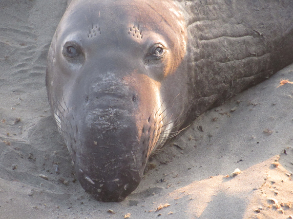 An elephant seal