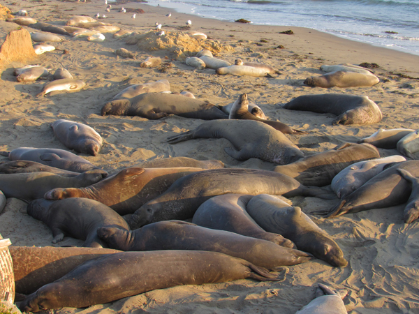 Elephant seals