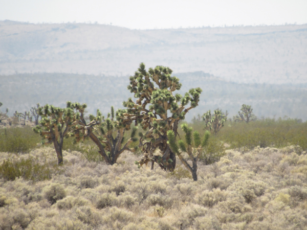 Joshua Trees in the desert