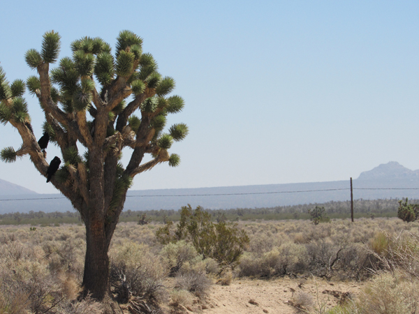 Joshua Tree and crows