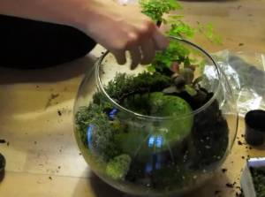 Terrarium plants