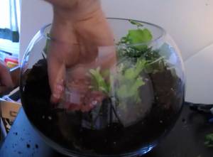 Transplanting some of the terrarium plants and mosses