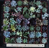 Succulents