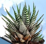 Zebra Haworthia